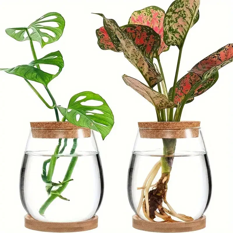 Modern Glass Vase with Wood Lid Base
